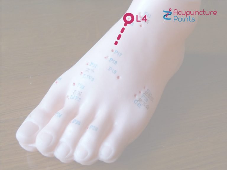 Liver 4 Zhongfeng, Middle Seal - Acupuncture Points