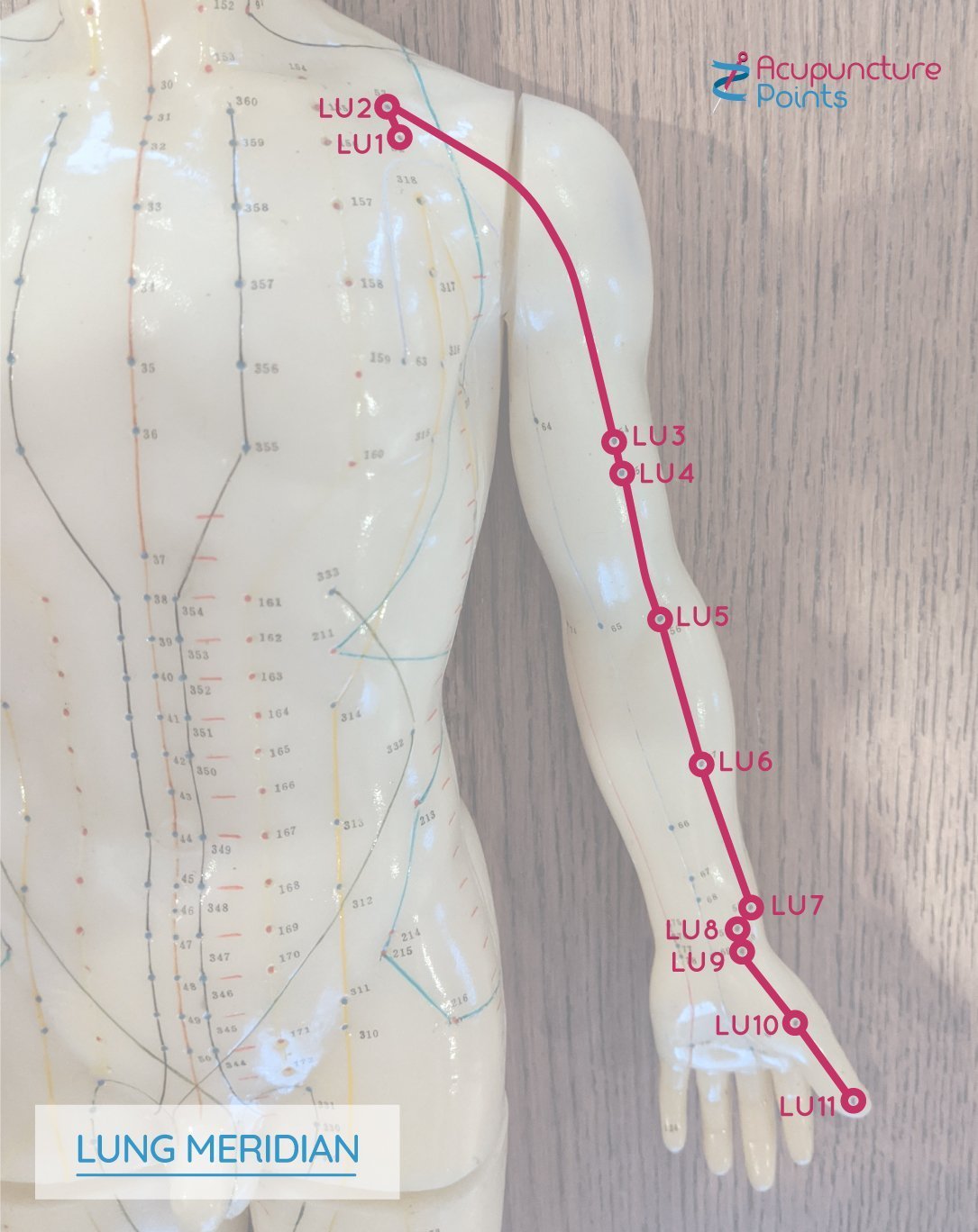 Lung Meridian Points Lung Channel points Acupuncture Points